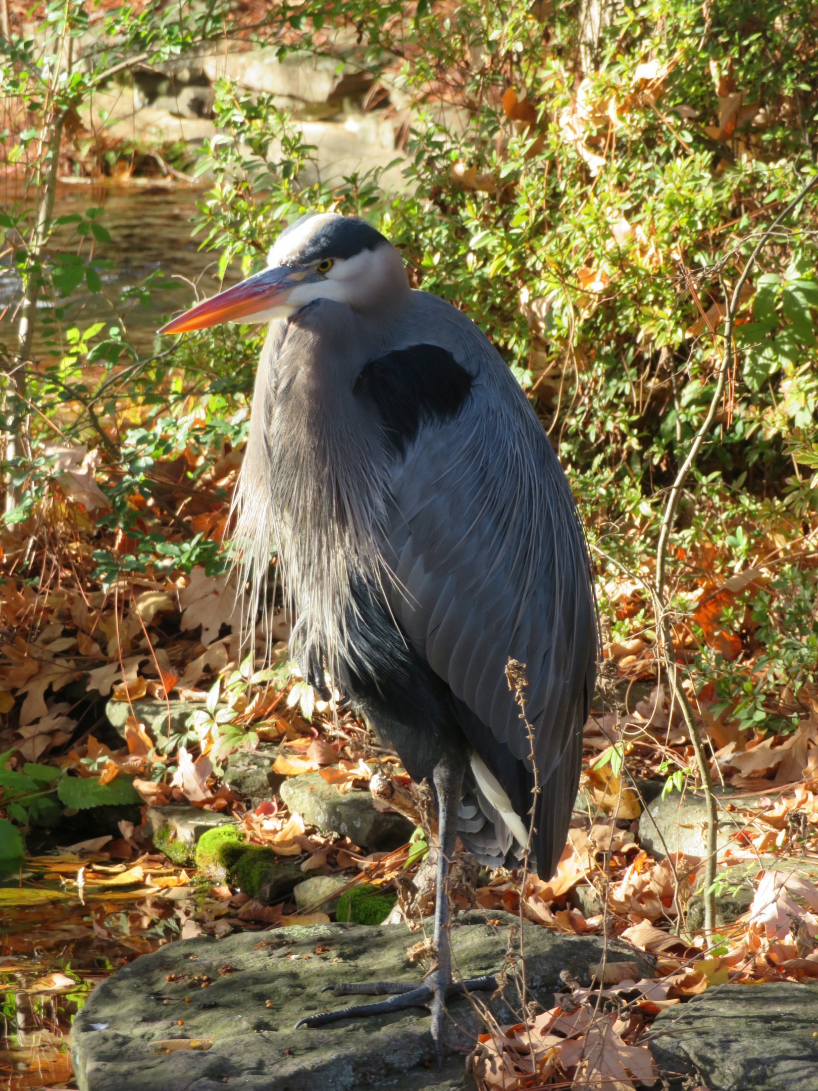 Great Blue Heron (Wild)