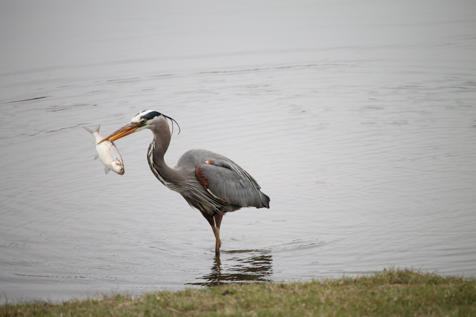 Great Blue Heron with an American Gizzard Shad (Dorosoma cepedianum)