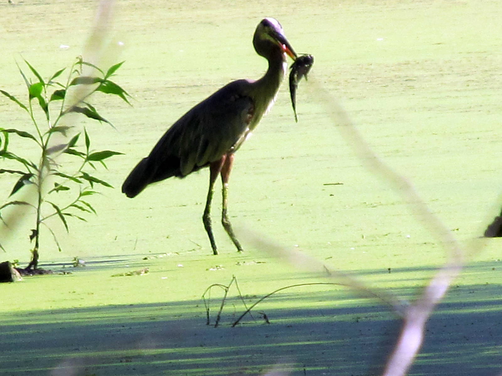 Great Blue Heron With Fish