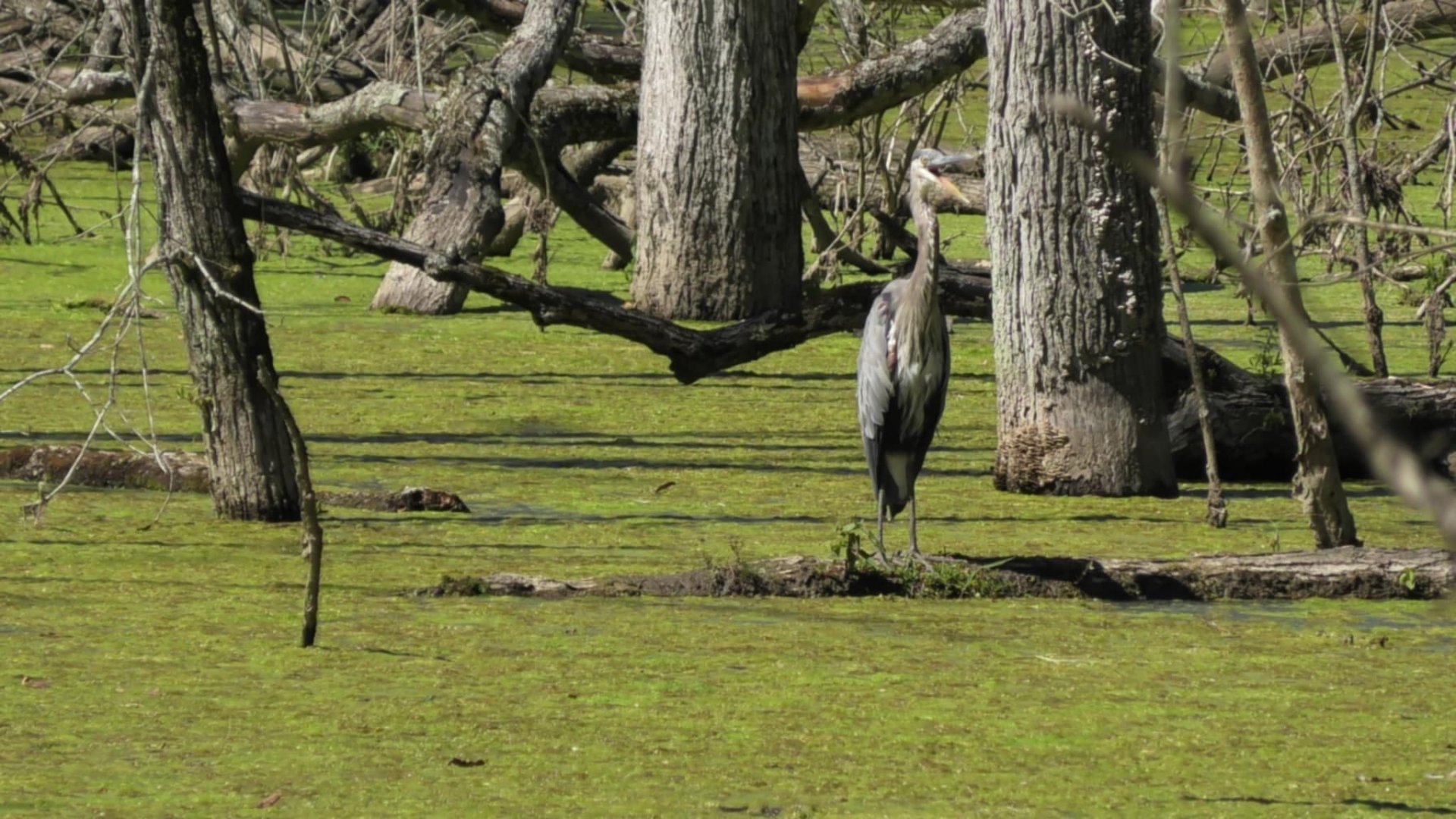 Great blue heron with it's mouth open