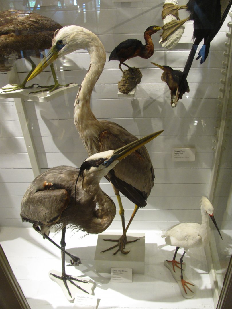 Great Blue Heron, Wurdemann's Heron & Snowy Egret