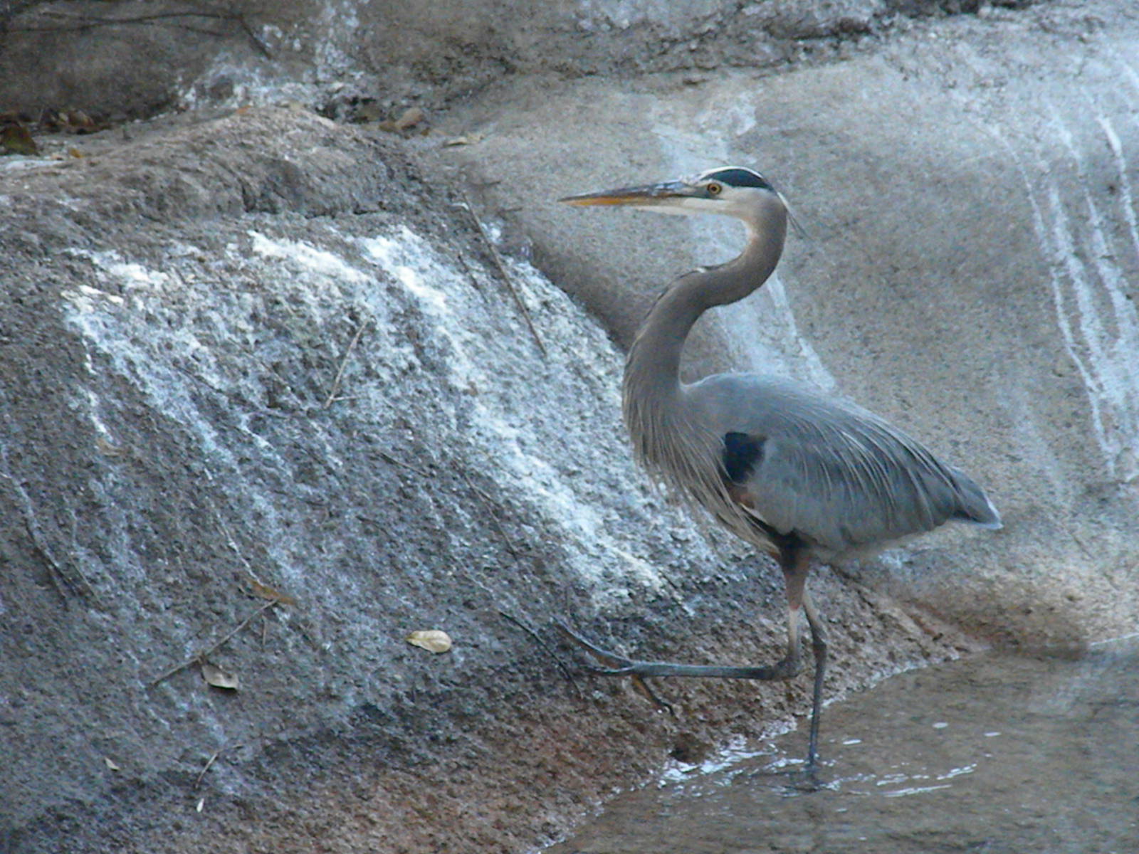 Great Blue Heron