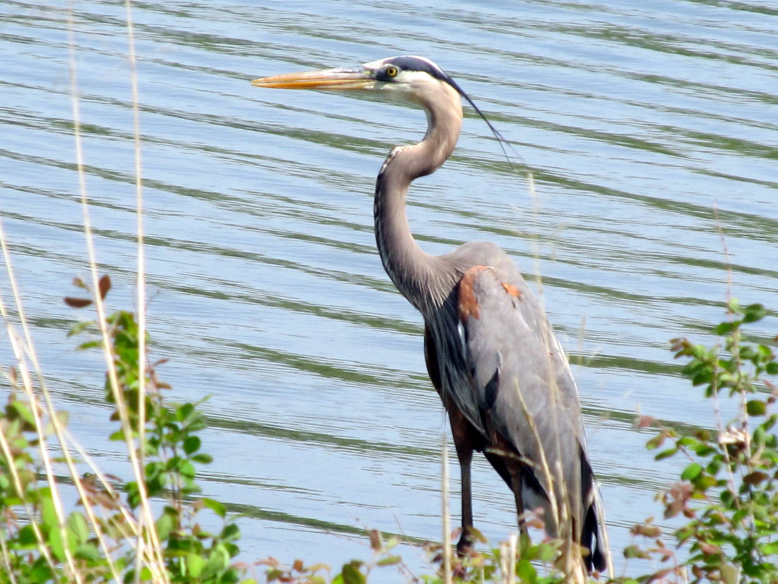 Great Blue Heron