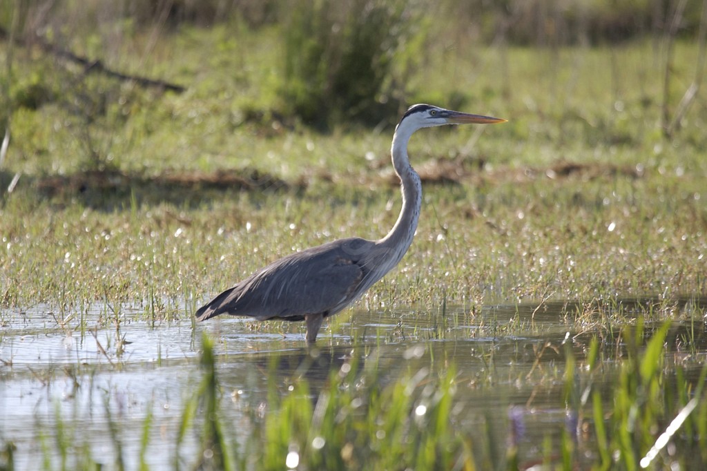 Great Blue Heron