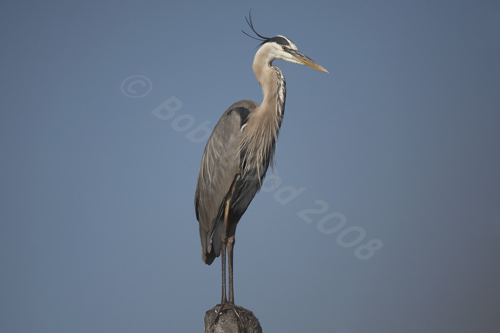 Great Blue Heron