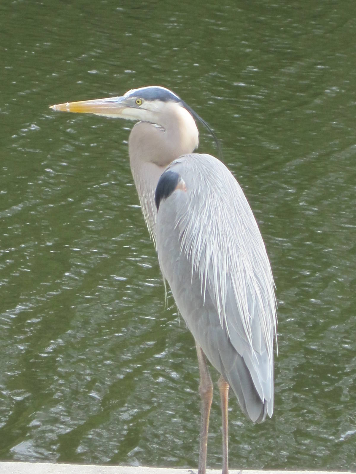 Great Blue Heron