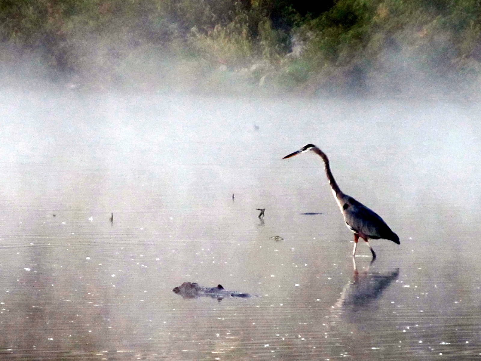Great Blue Heron
