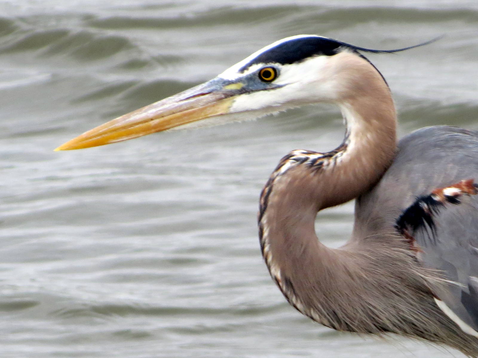 Great Blue Heron
