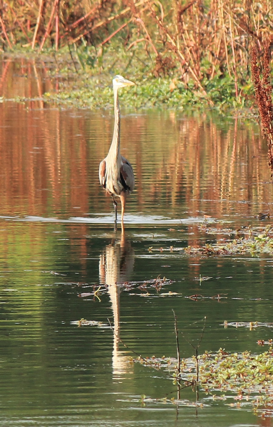 Great Blue Heron
