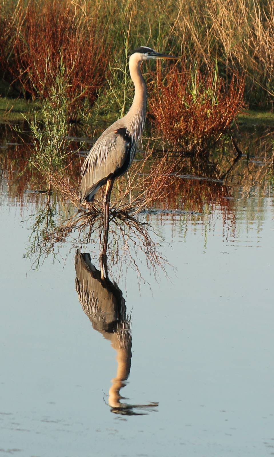 Great Blue Heron