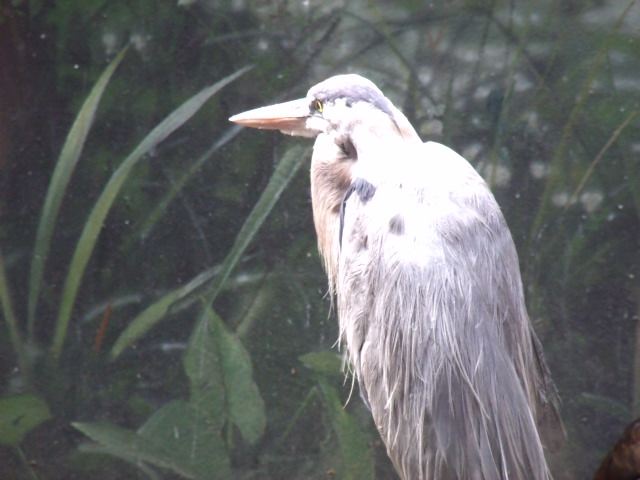 Great Blue Heron