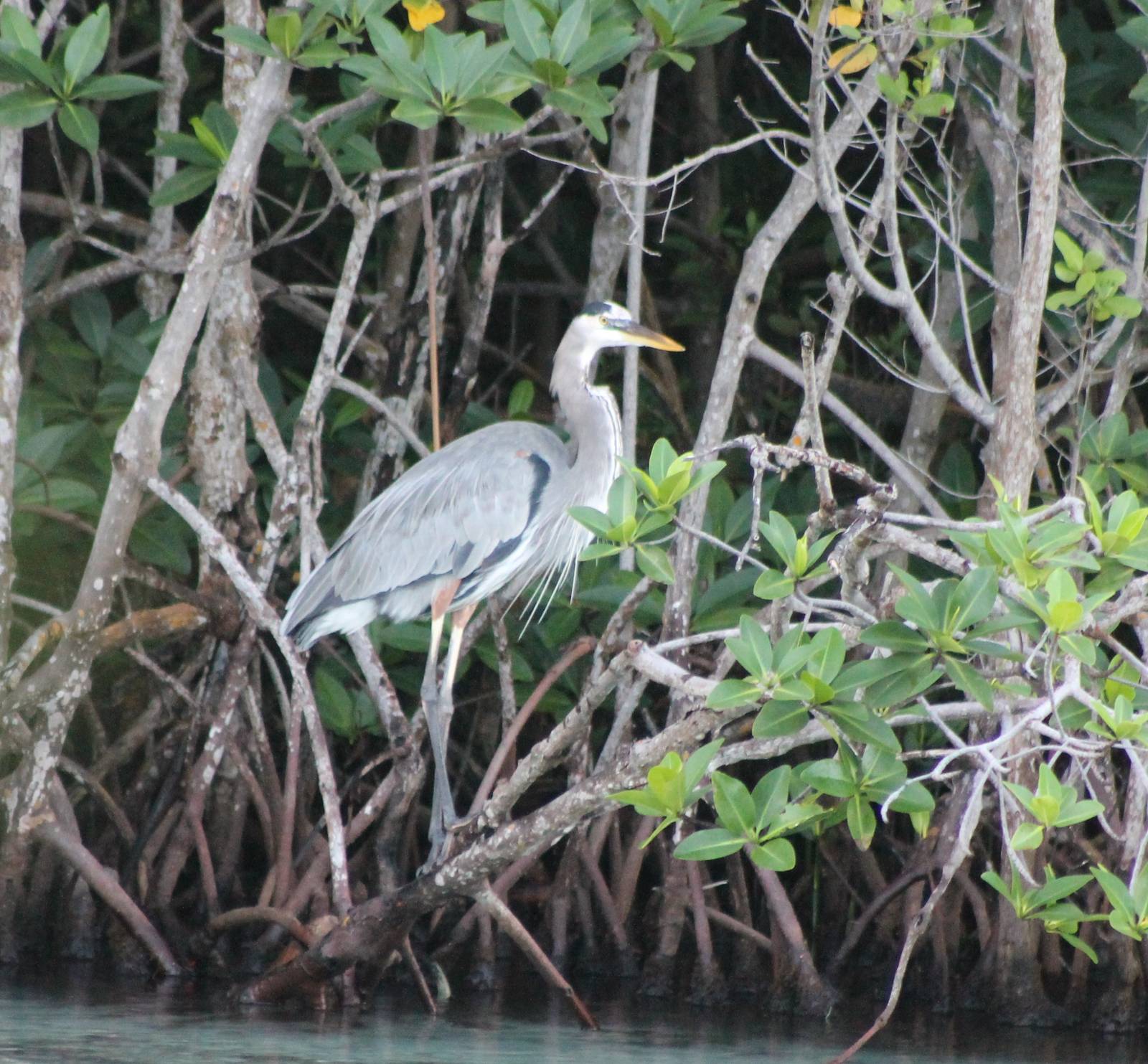Great blue heron