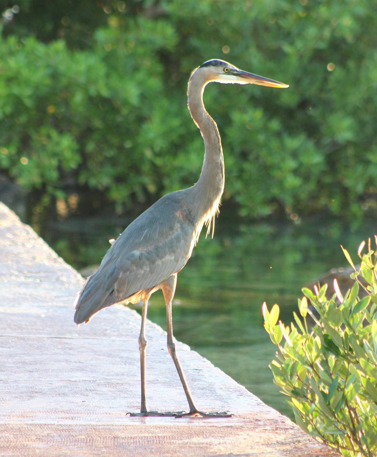 Great blue heron