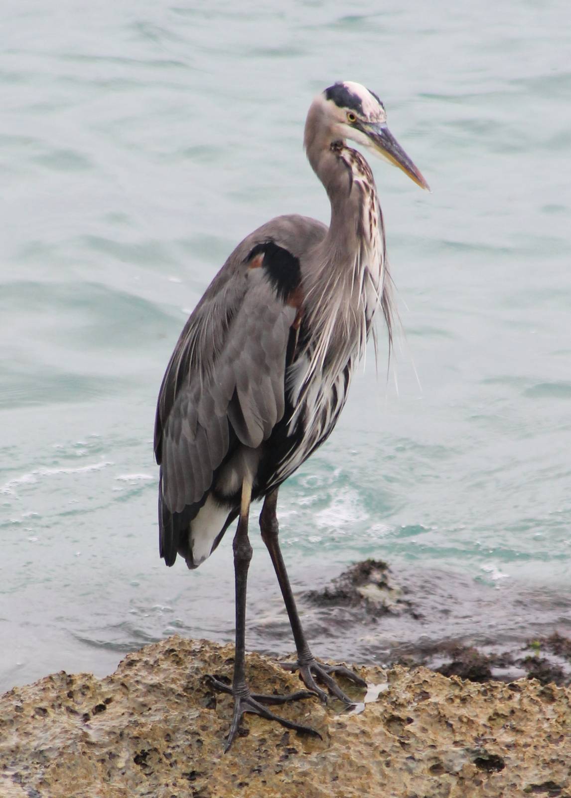 Great blue heron