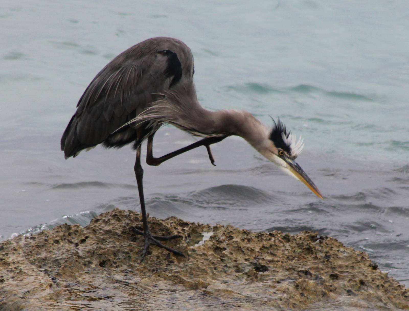 Great blue heron