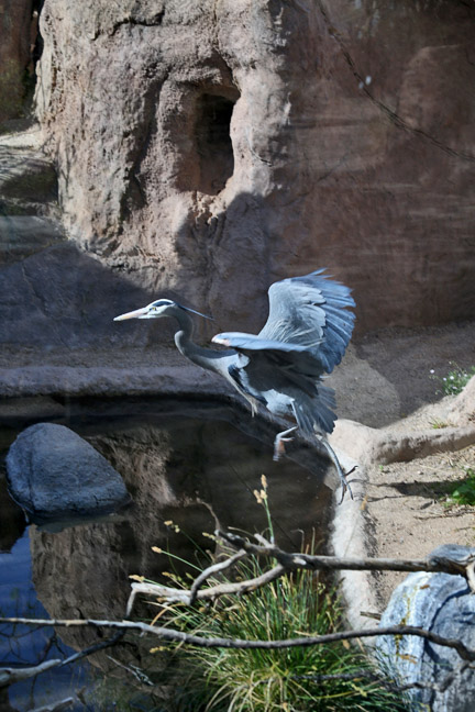 great blue heron