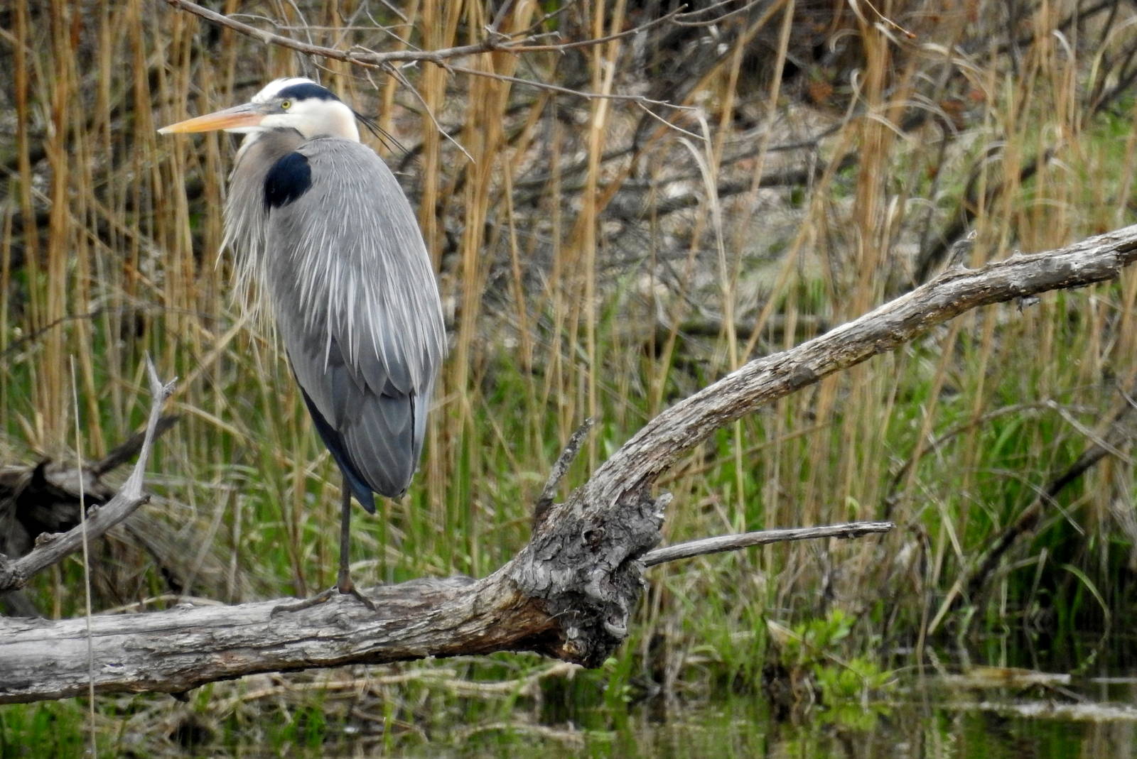 Great Blue Heron