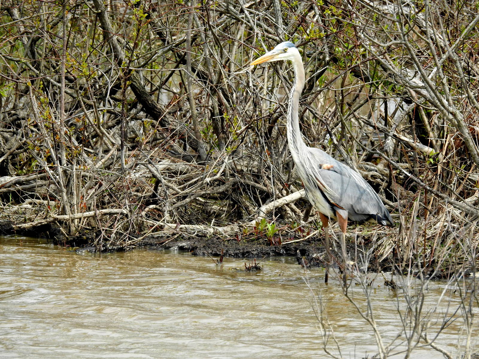 Great Blue Heron
