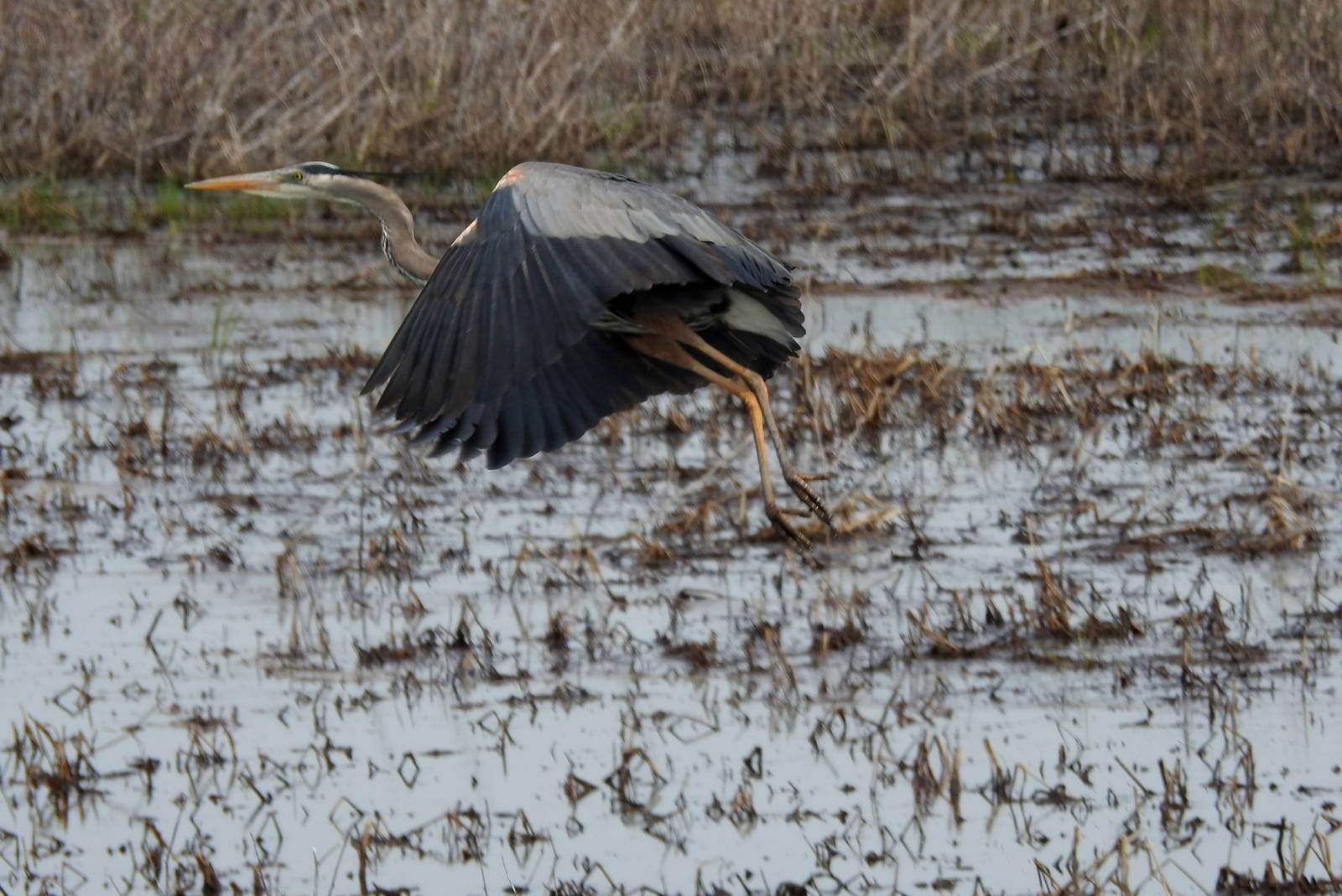 Great Blue Heron