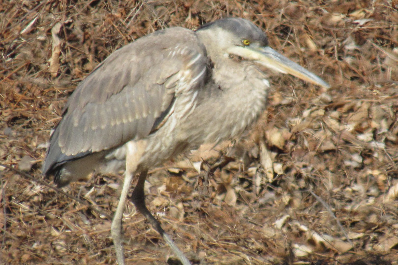 great blue heron