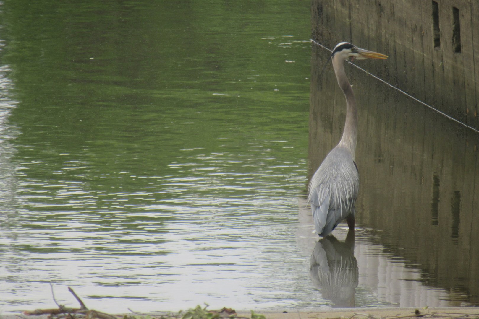 great blue heron