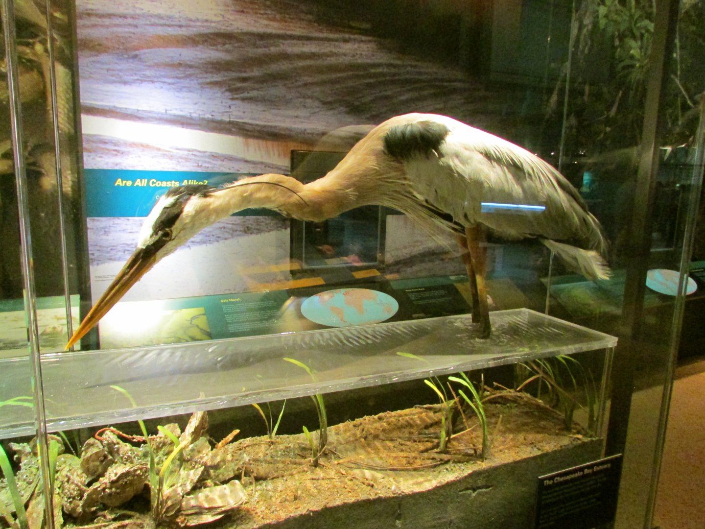 Great Blue Heron