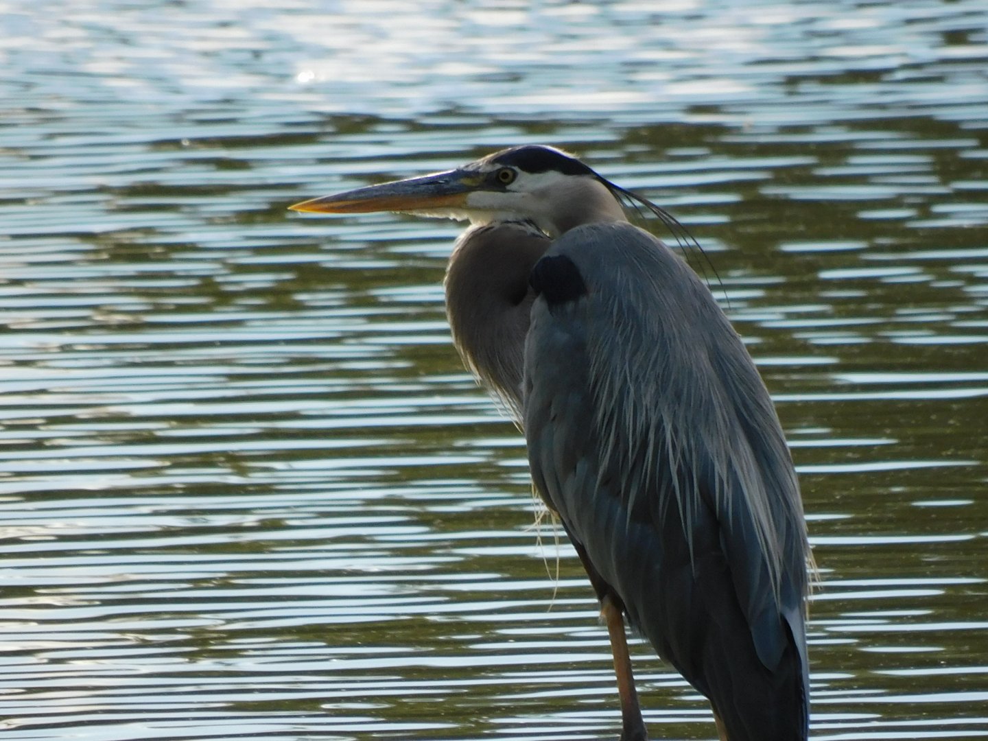 Great blue heron