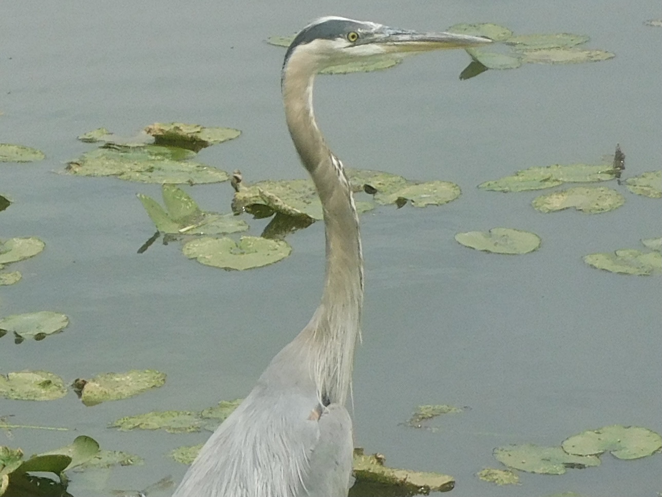 Great blue heron