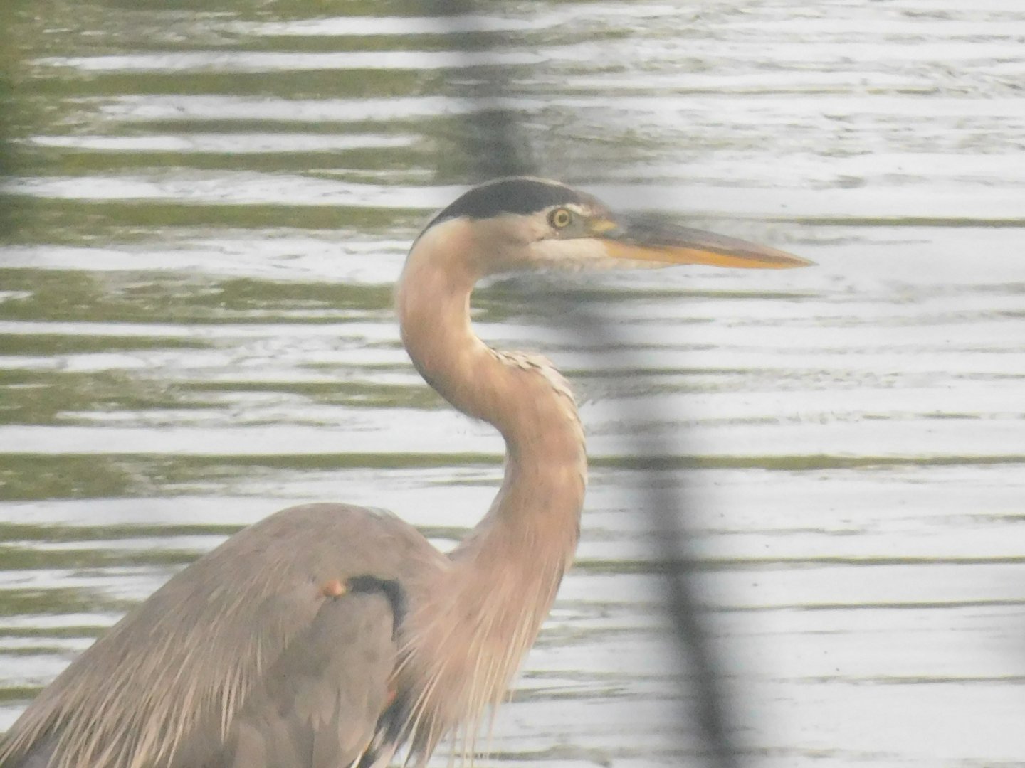 Great blue heron