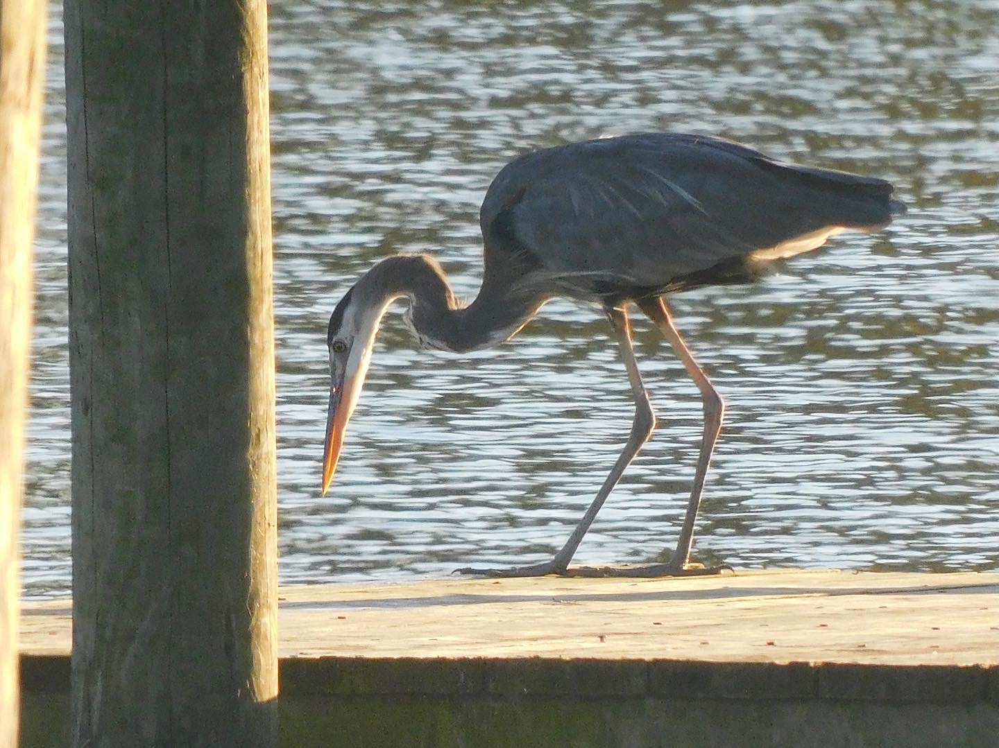 Great blue heron