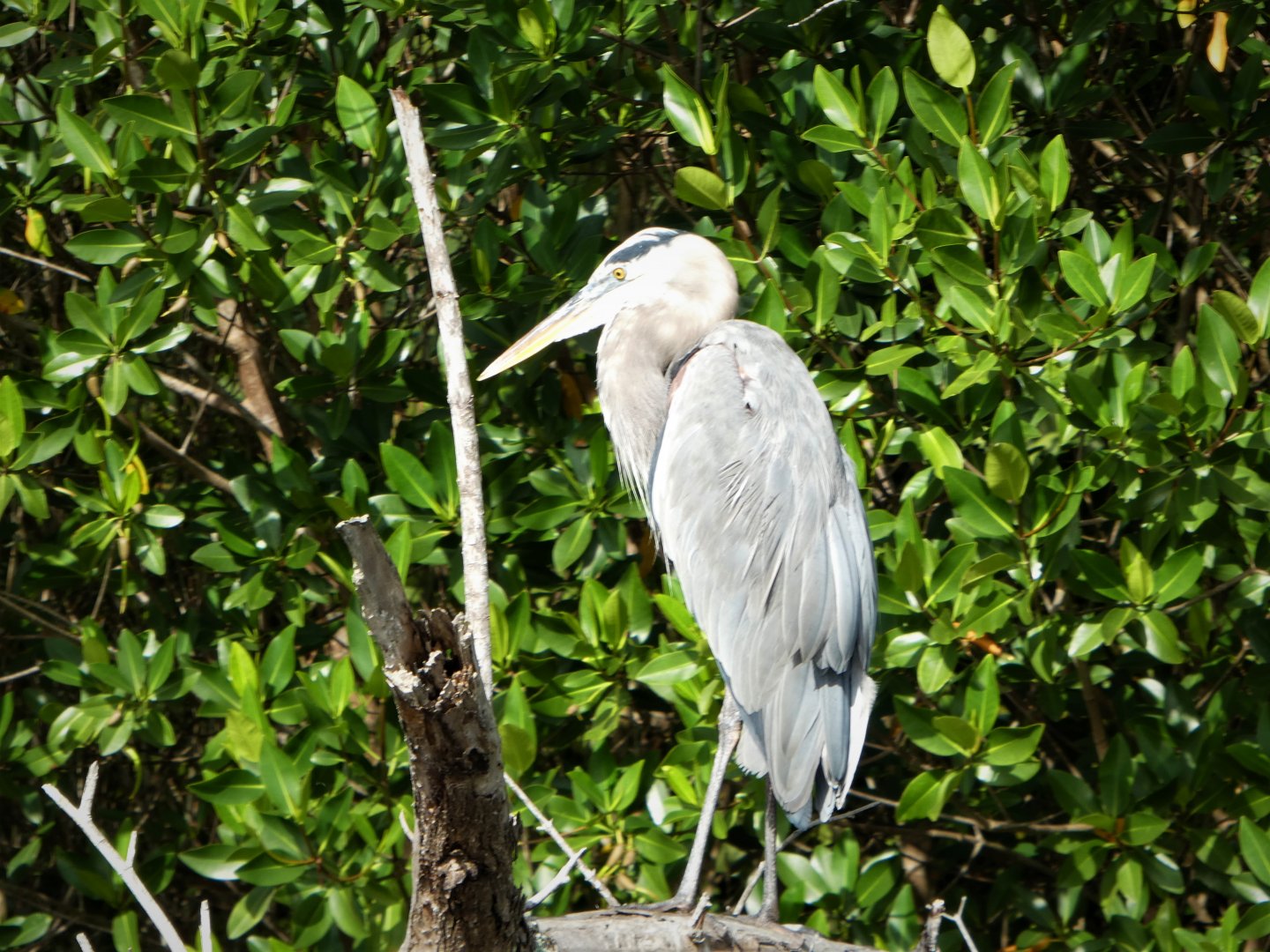 Great Blue Heron