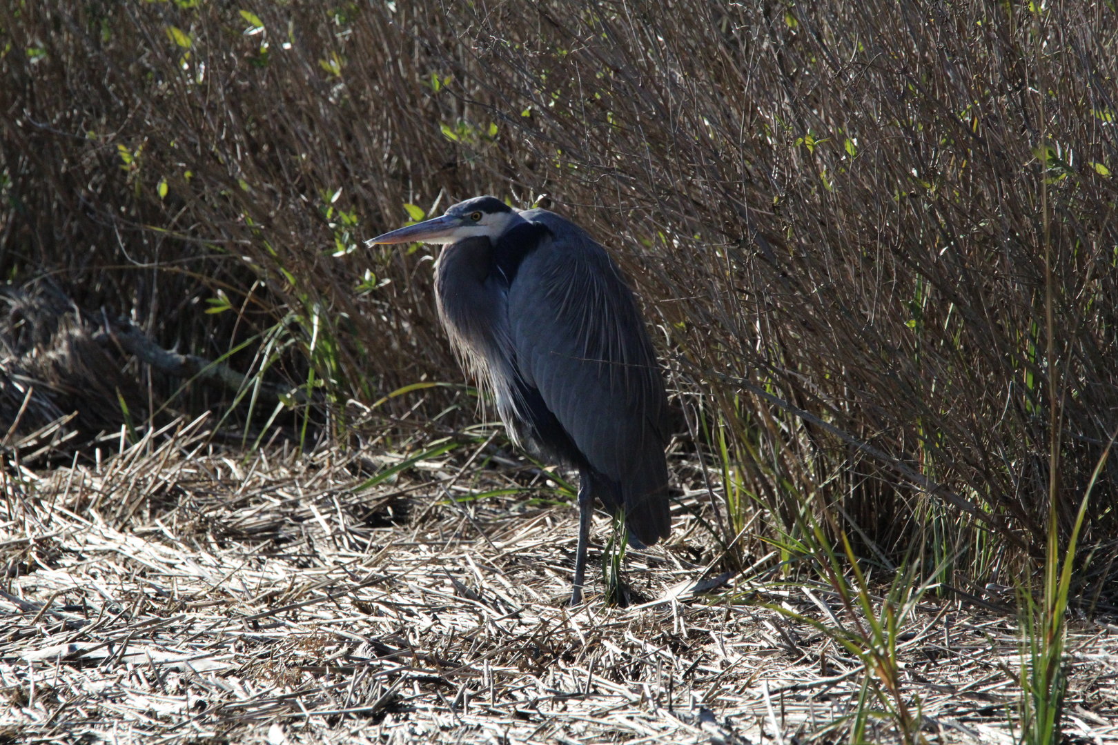 Great Blue Heron
