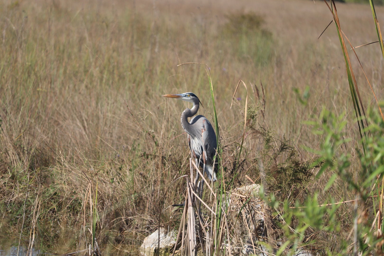 Great Blue Heron