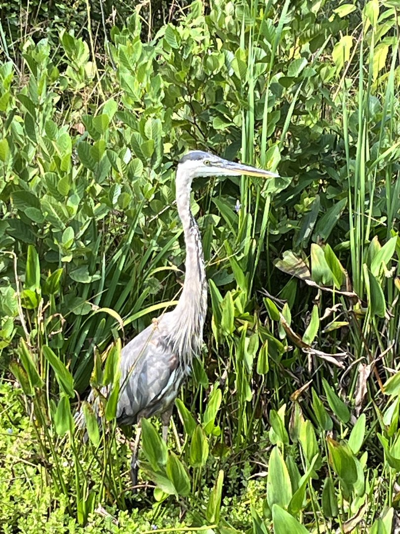 Great Blue Heron