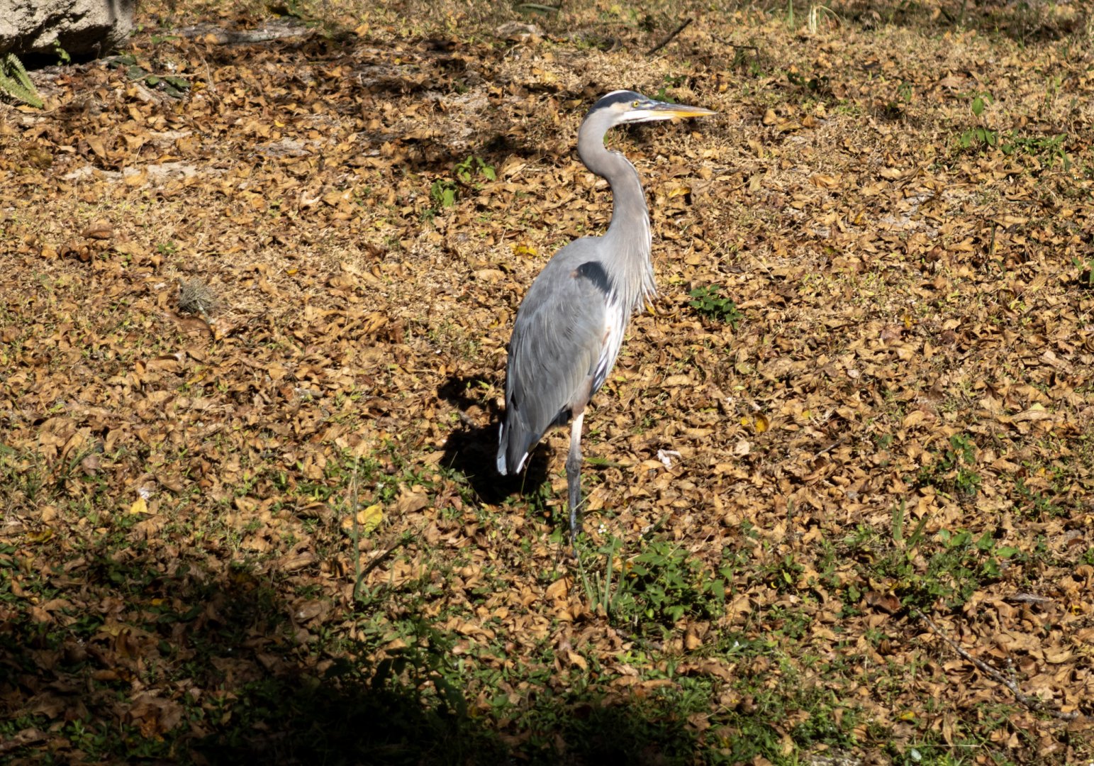 Great Blue Heron