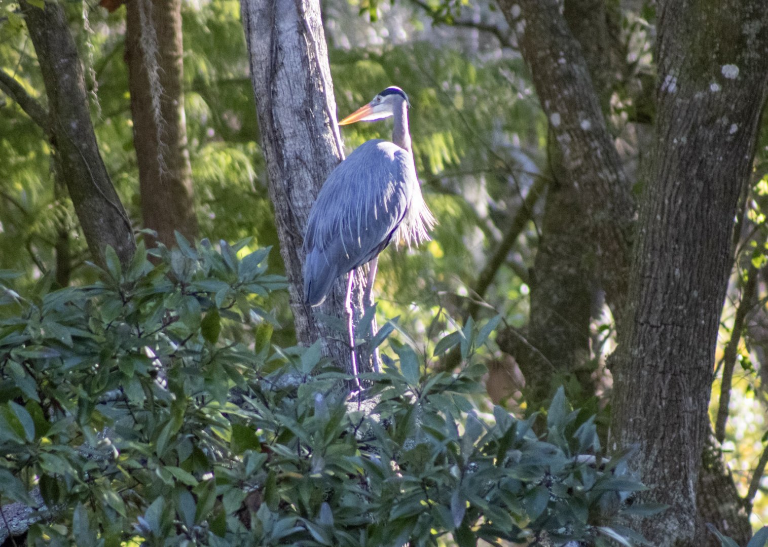 Great Blue Heron