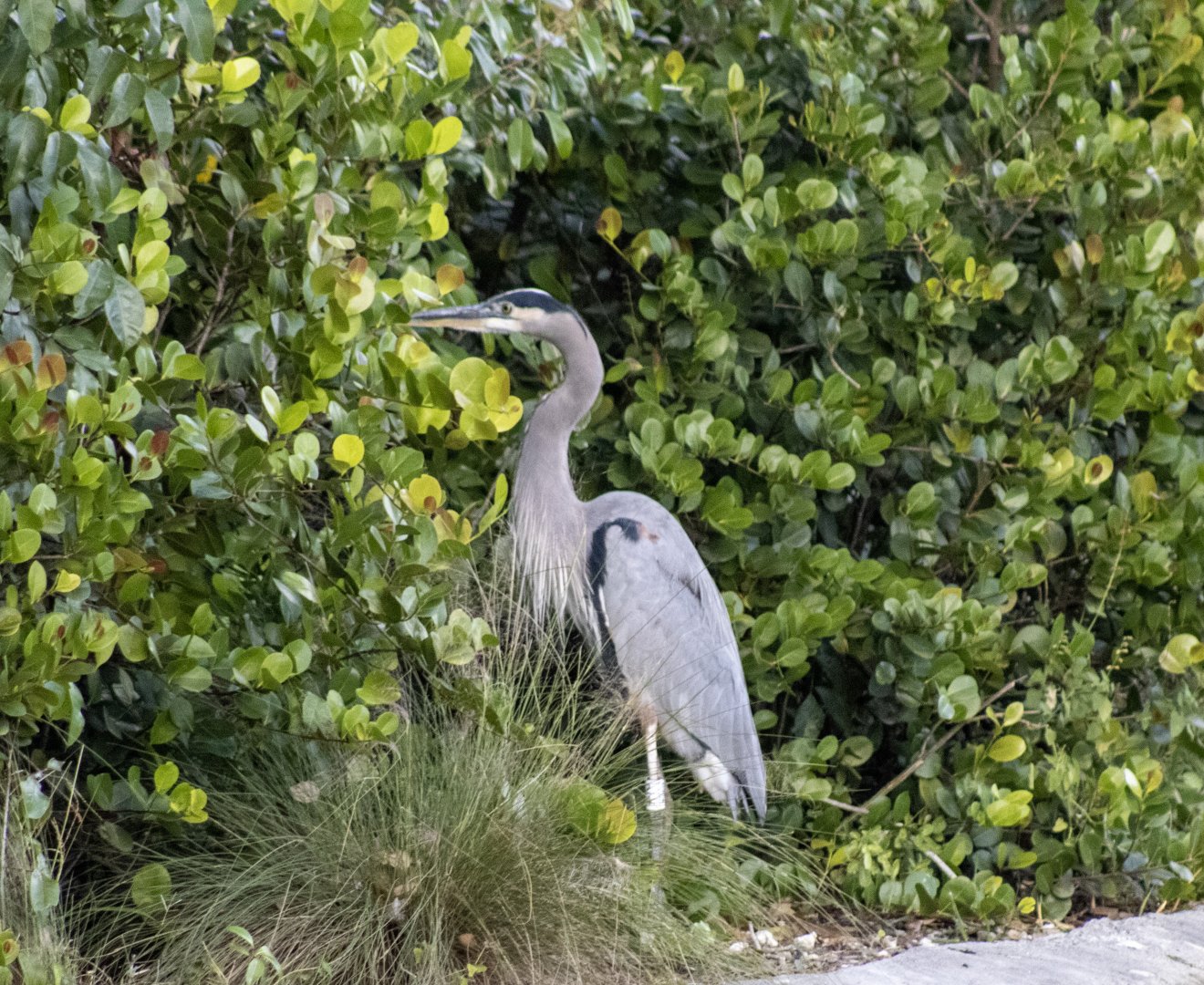 Great Blue Heron