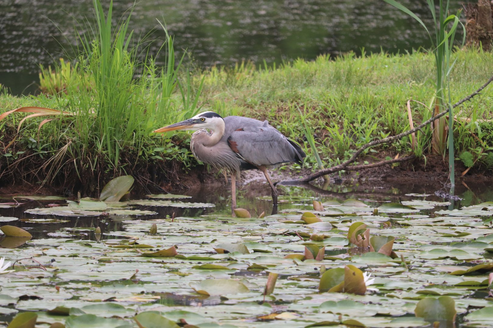 Great Blue Heron