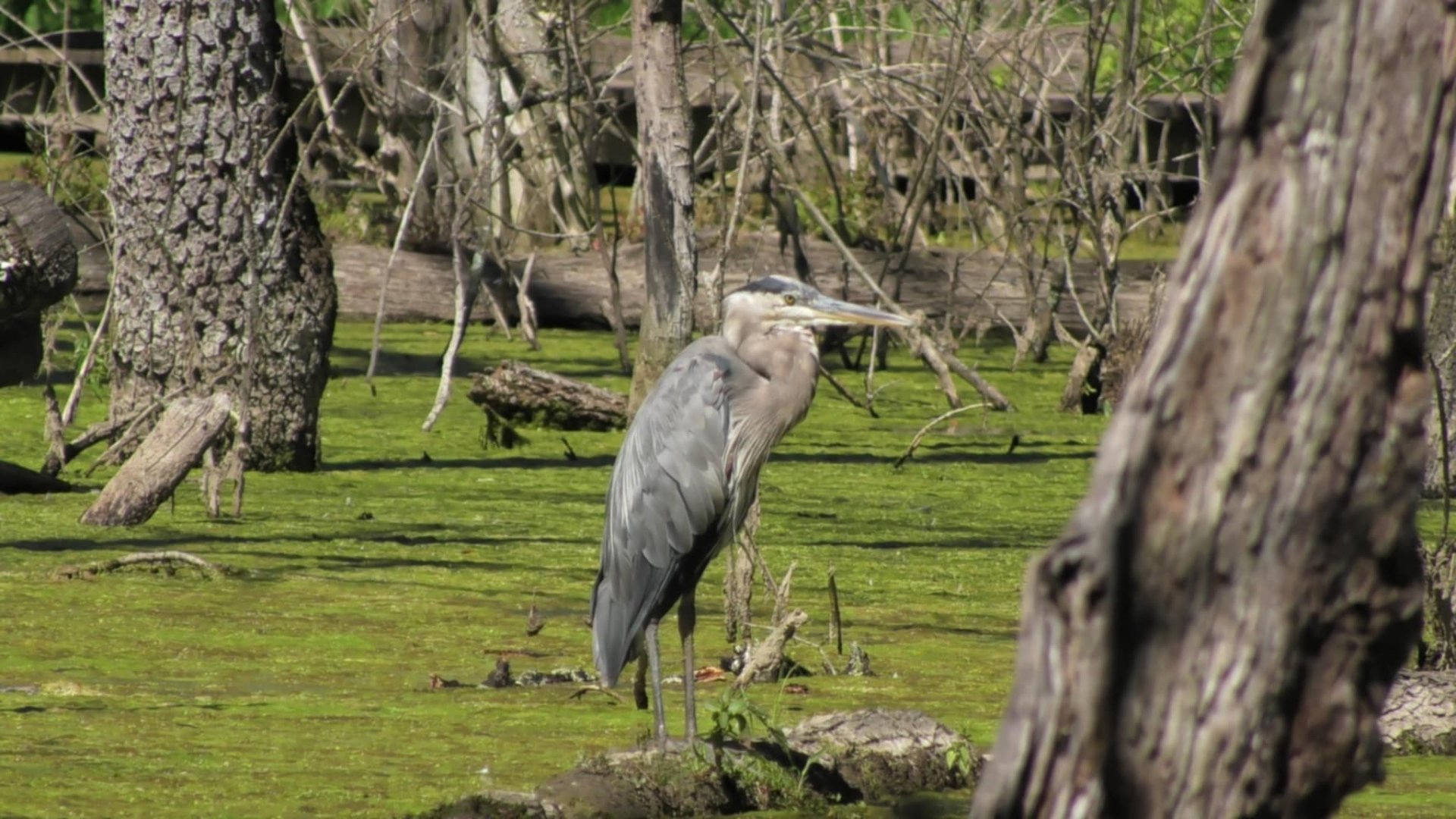Great blue heron