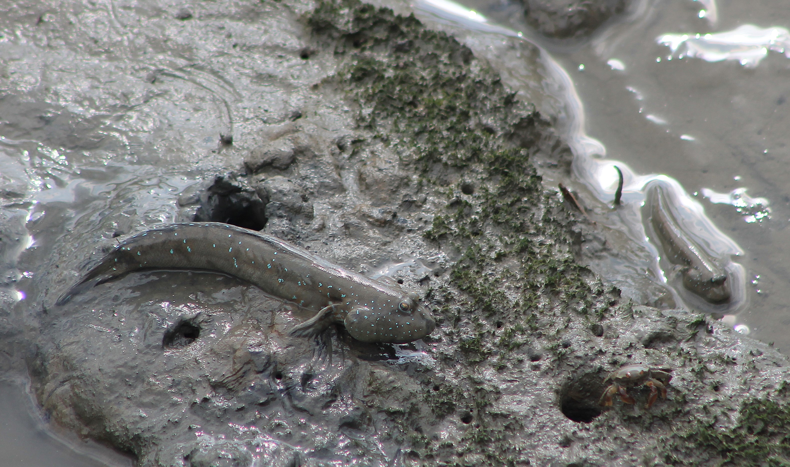 Great Blue-spotted Mudskipper (Boleophthalmus pectinirostris)