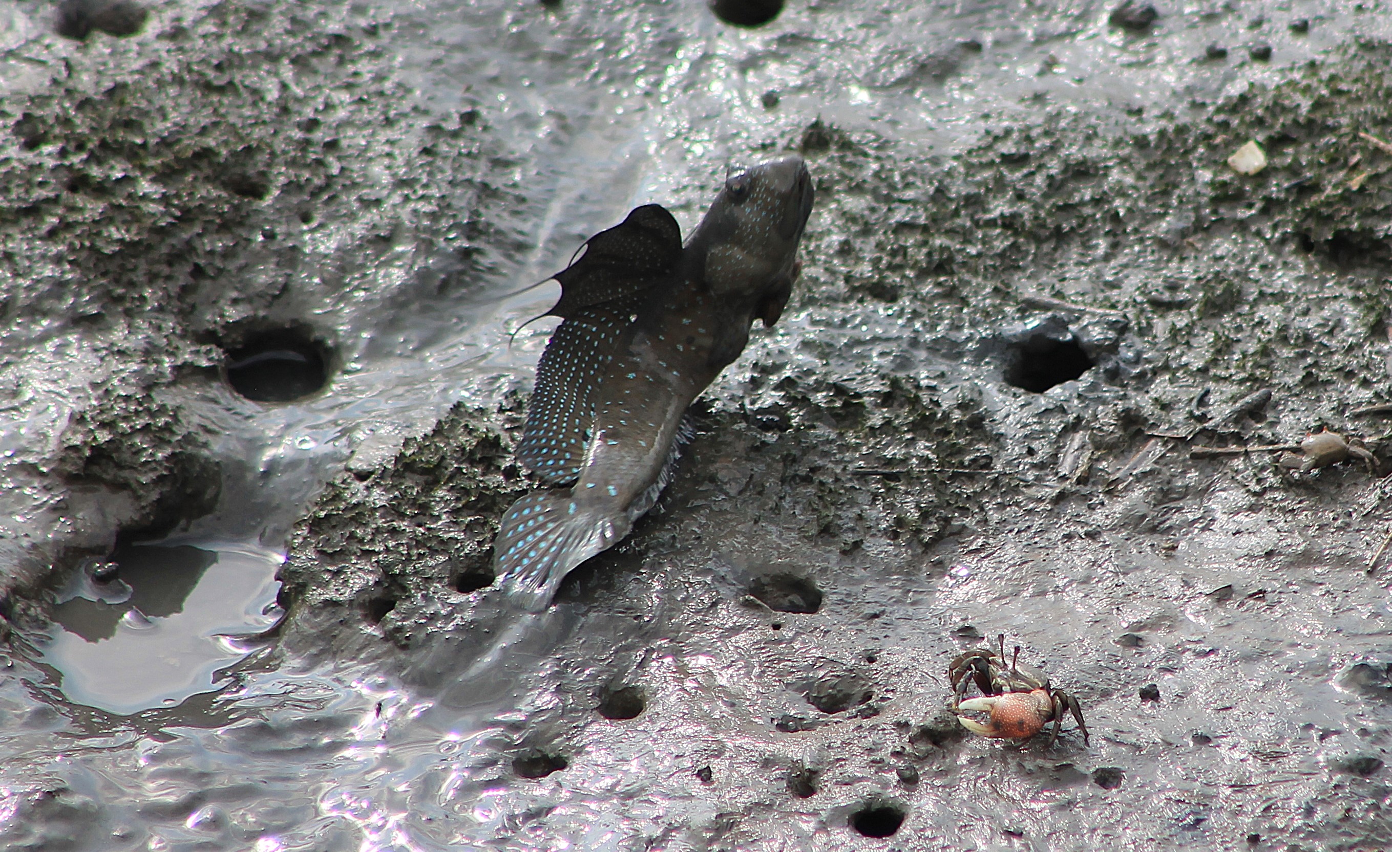 Great Blue-spotted Mudskipper (Boleophthalmus pectinirostris)