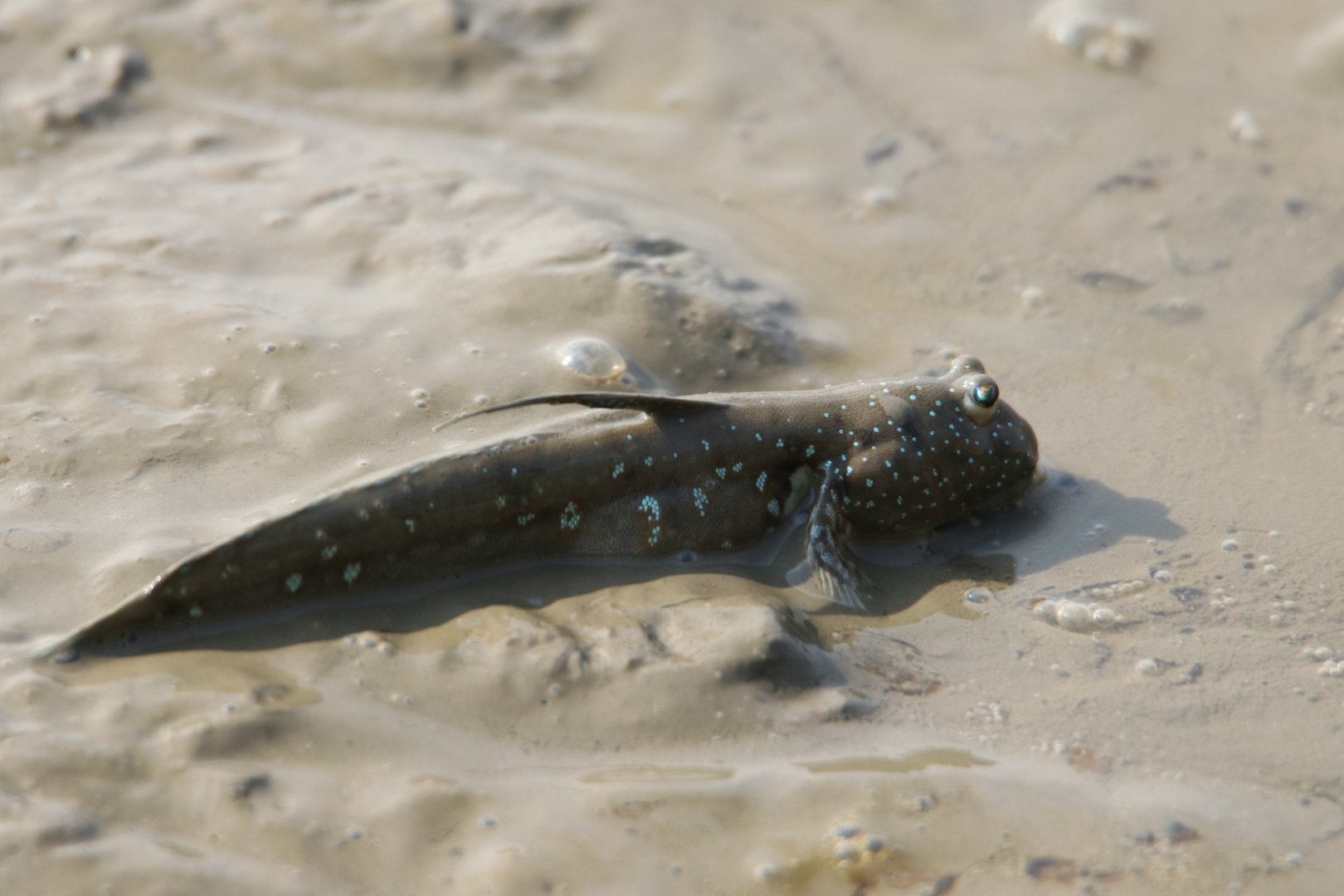 Great Blue-spotted Mudskipper (Boleophthalmus pectinirostris)