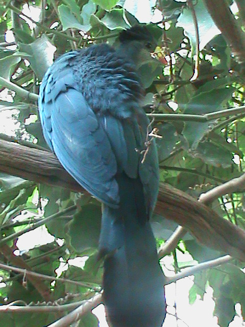 great blue touraco 100711