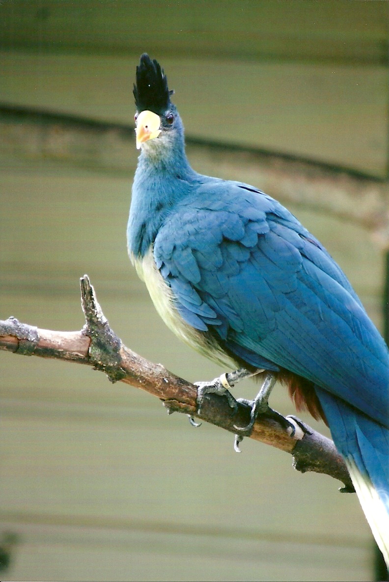 Great Blue Touraco 13th September 2012