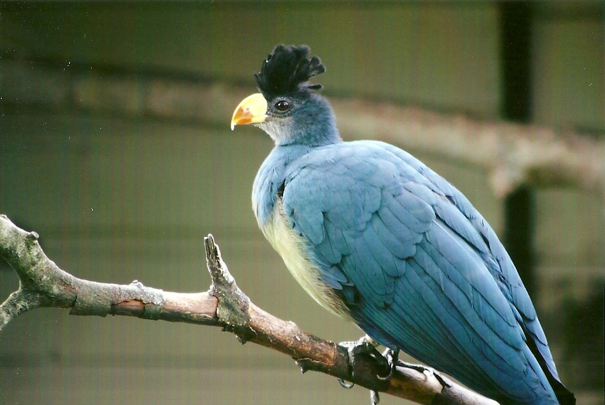Great Blue Touraco 13th September 2012