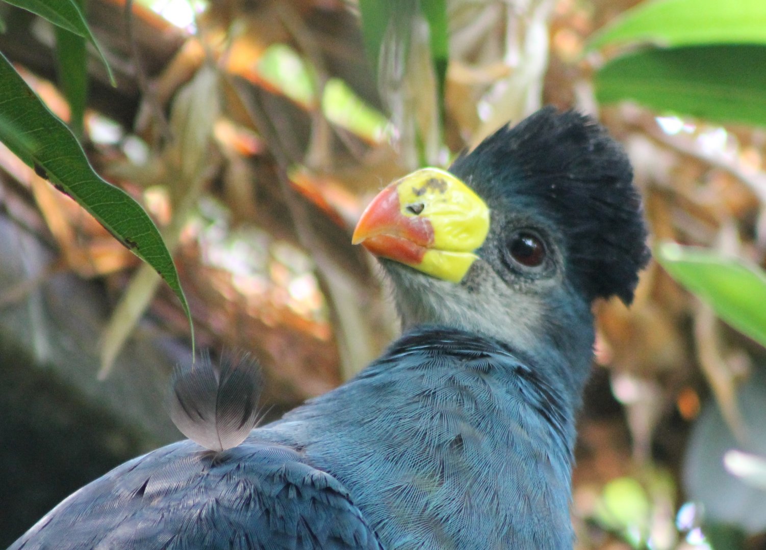 Great blue touraco