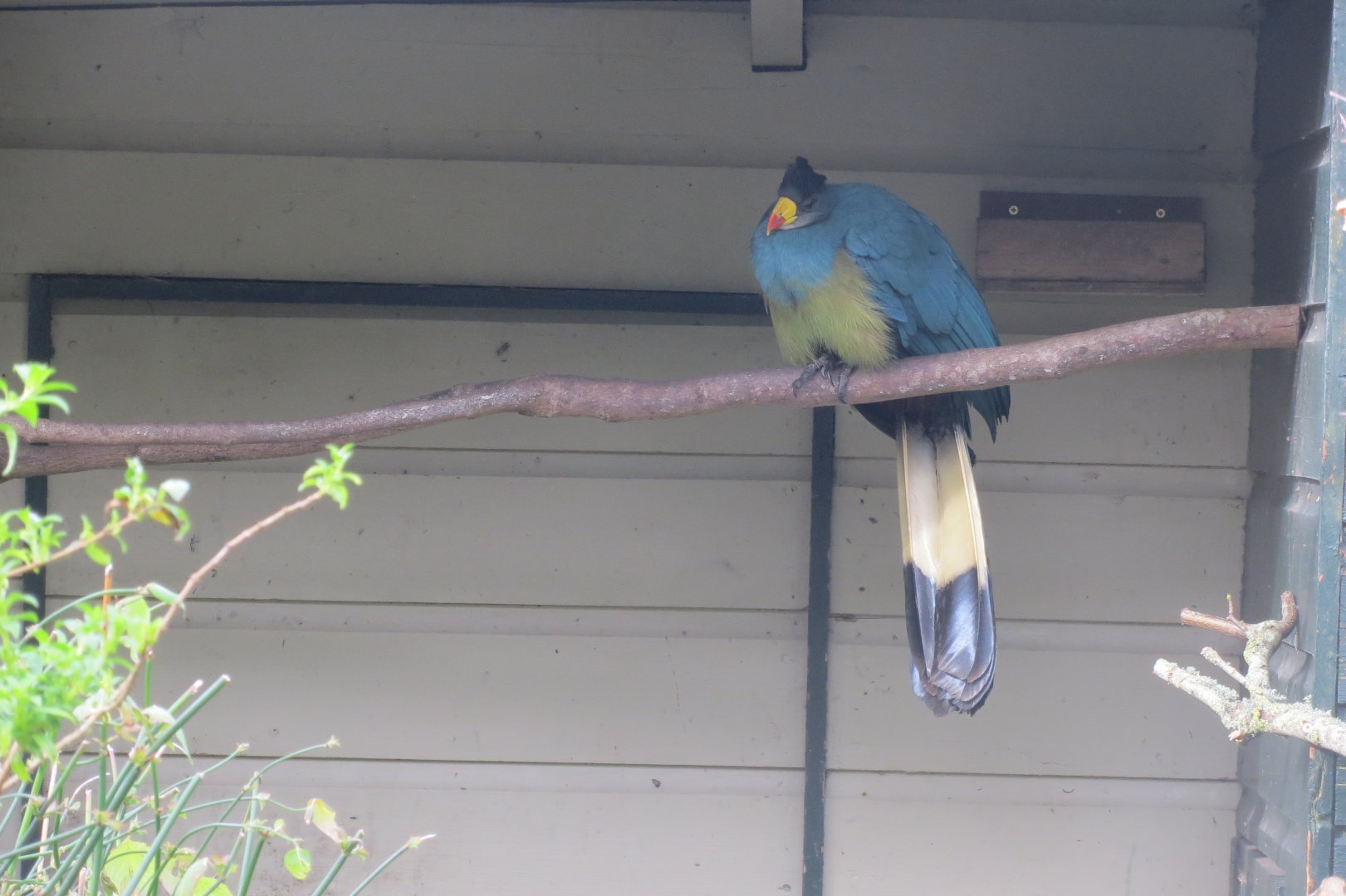 Great blue turaco 190219