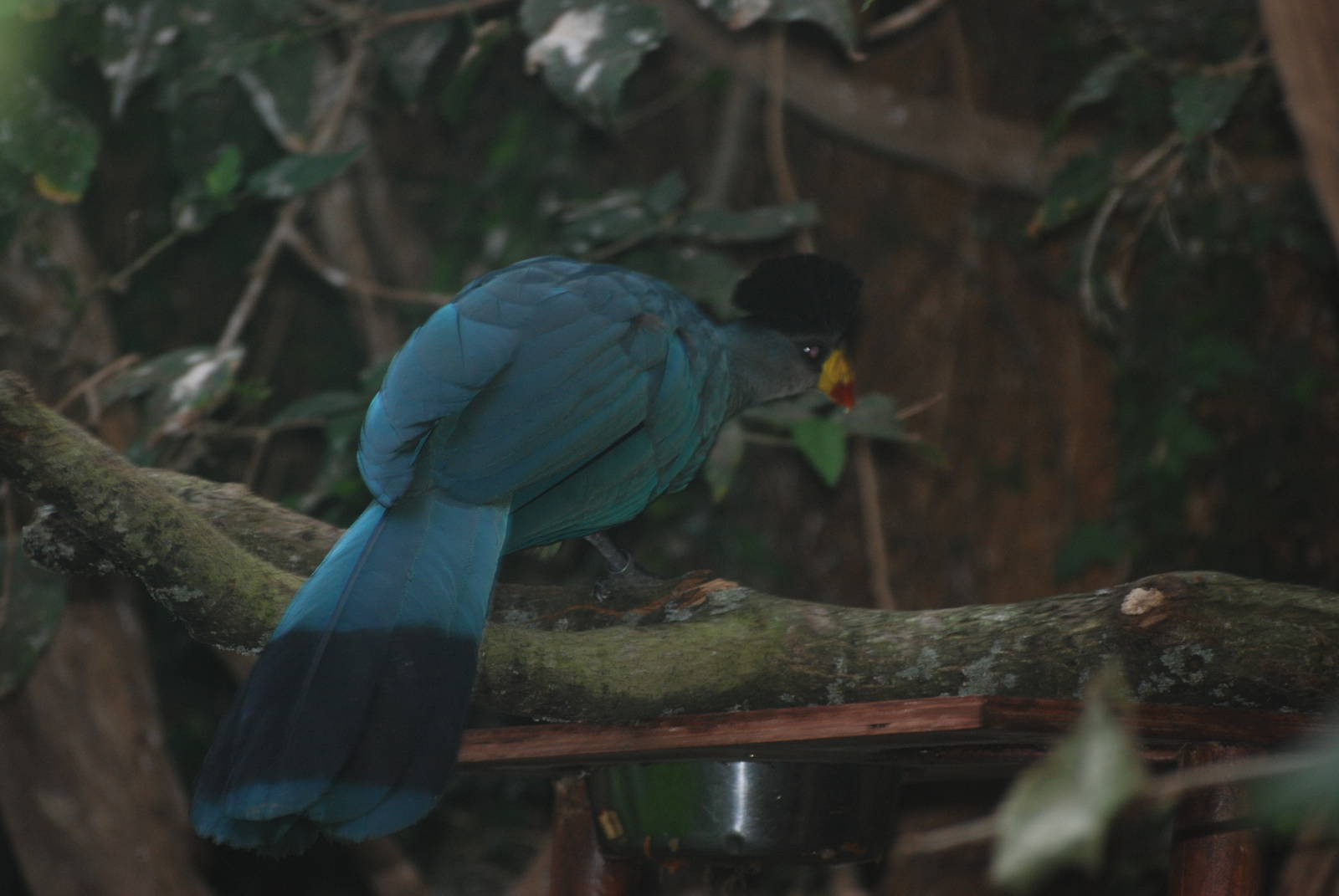 Great Blue Turaco at Cotswold WP, 05/03/11