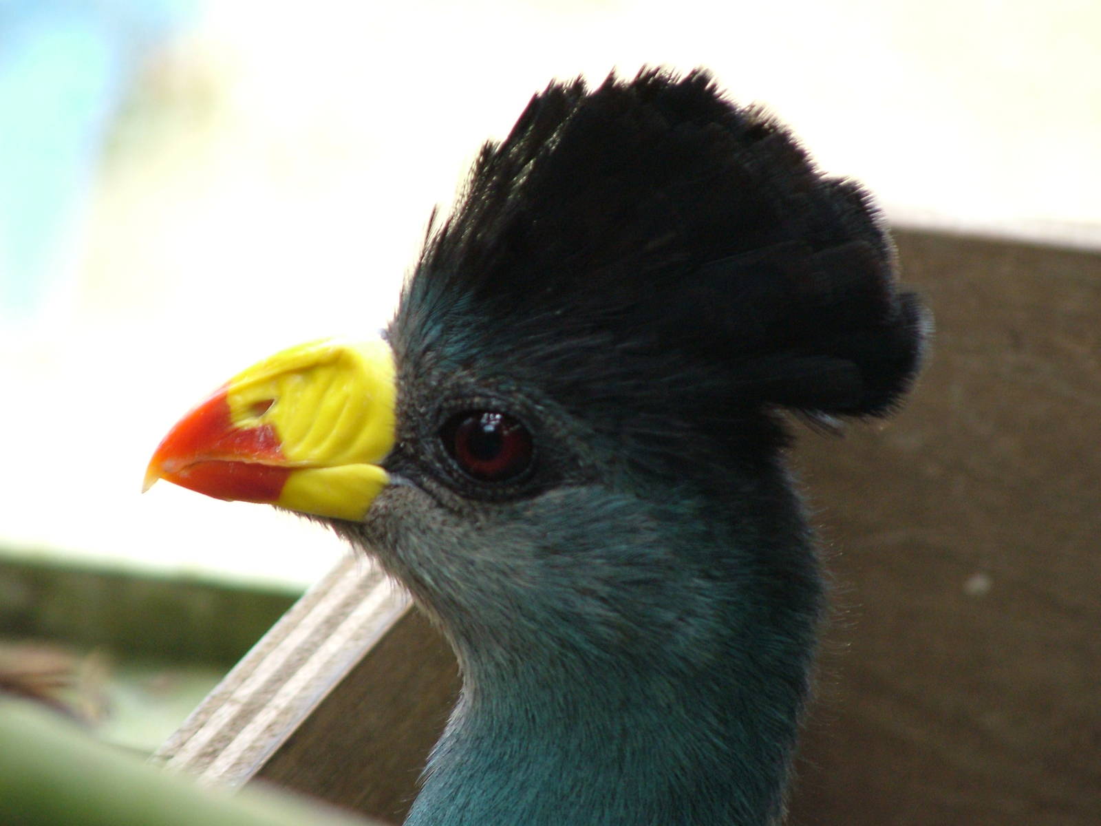Great Blue Turaco at Cotswold WP, 12/05/12