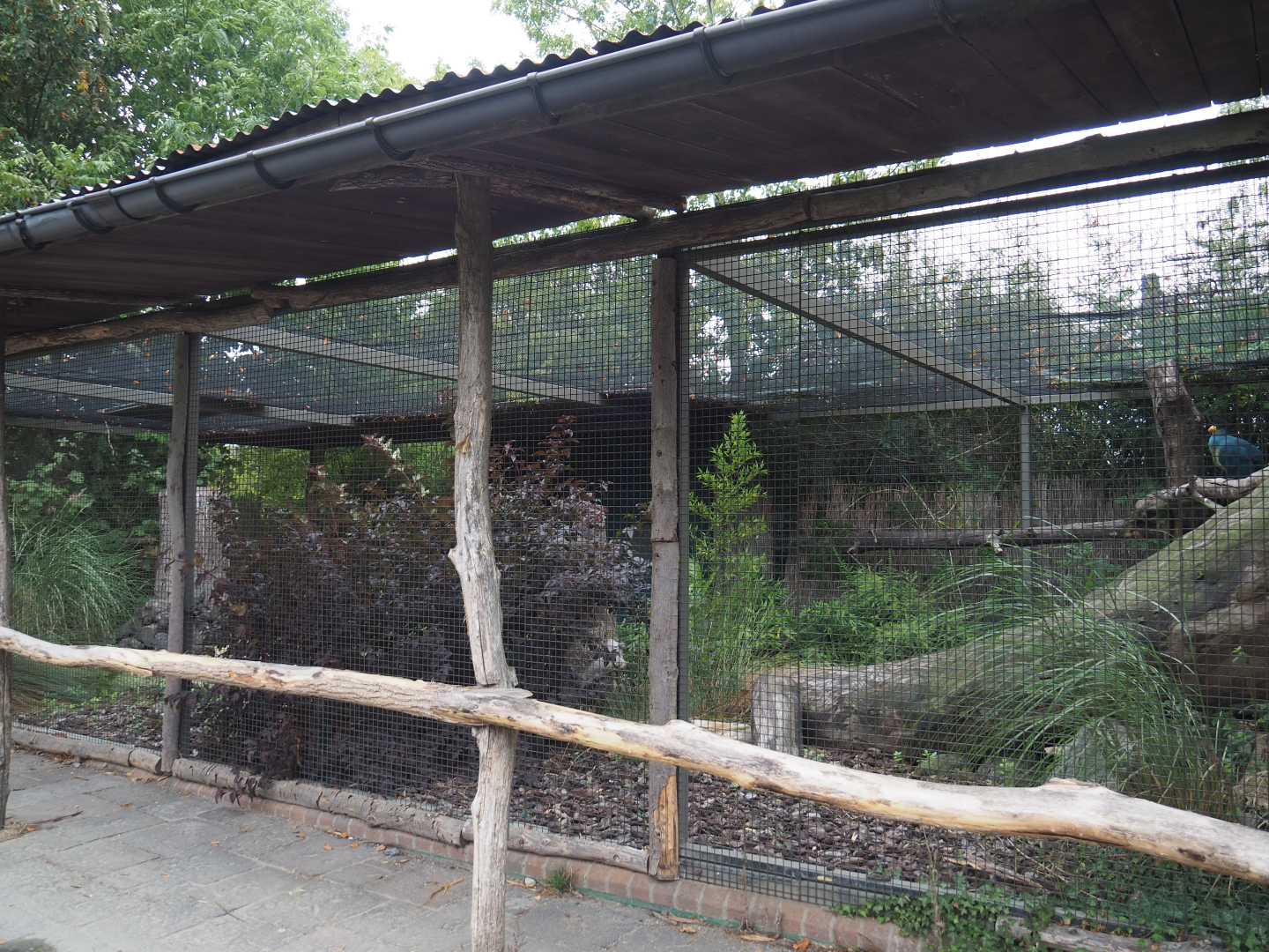 Great blue turaco aviary, 2020-09-03
